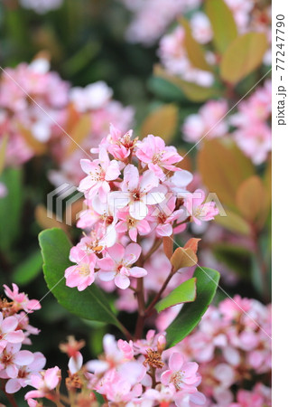 ピンク色のベニバナシャリンバイ ピンク色のベニバナシャリンバイ 77247790