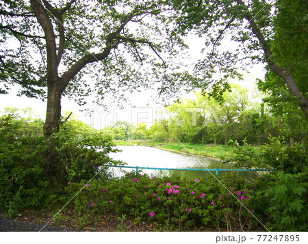 溜め池 77247895