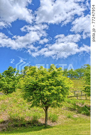 春の宮ヶ瀬湖畔園地 神奈川県 春の宮ヶ瀬湖畔園地 神奈川県 77247954