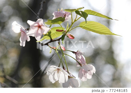 逆光に透かした桜の花ビラの写真素材