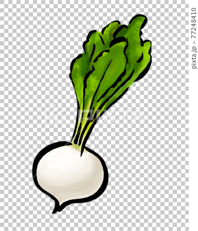 かぶの手描きのイラストのイラスト素材