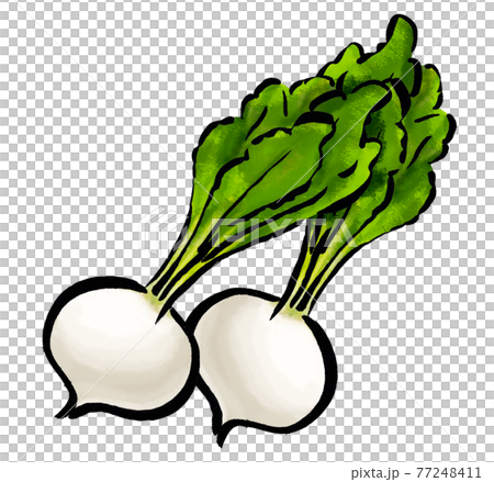 かぶイラストオーダー かぶの手描きのイラストのイラスト素材 [77248411] - PIXTA