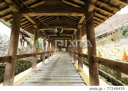 長谷寺 冬の寒牡丹と登廊の写真素材