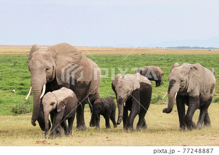 6月のケニアアンボセリ国立公園　サバンナにある沼から出てきた象の家族 77248887