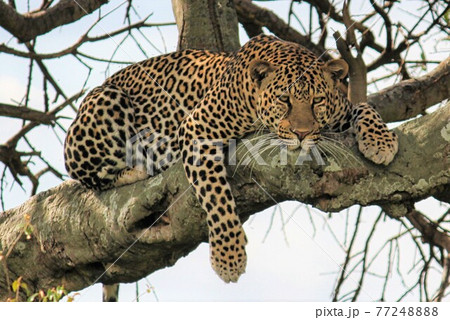 6月のケニアマサイマラ国立公園　樹上から睨むヒョウ 77248888