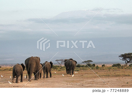 キリマンジェロに向かう象の家族 77248889