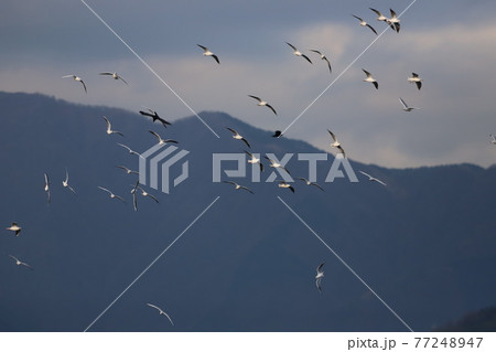 空を飛ぶカモメとカラスの群れ 空を飛ぶカモメとカラスの群れ 77248947