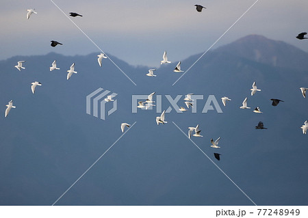 空を飛ぶカモメとカラスの群れ 空を飛ぶカモメとカラスの群れ 77248949