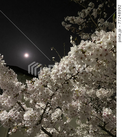 いつもの散歩道の夜桜 77248992