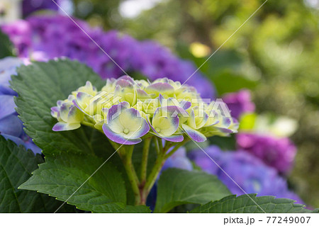 台湾 紫陽花 アジサイ 77249007