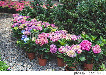 台湾 紫陽花 アジサイ 77249008