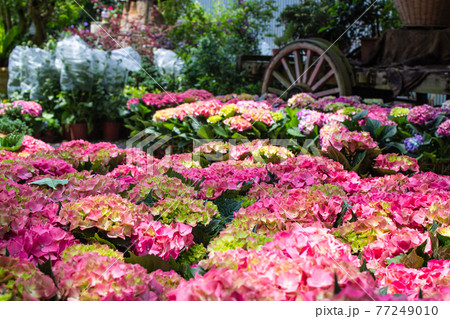 台湾 紫陽花 アジサイ 77249010