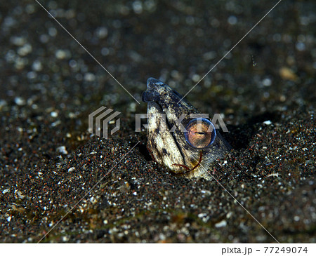 ホタテウミヘビ 77249074