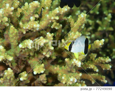 サンゴとヤリカタギの幼魚 77249090
