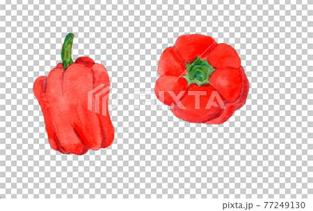 紅辣椒手繪透明水彩插圖 77249130