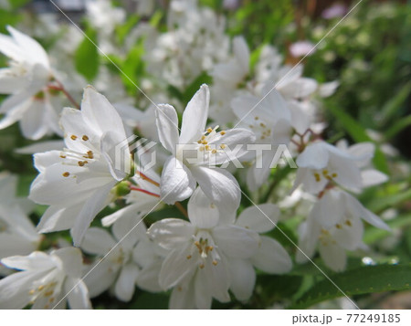 ウツギの花 ウツギの花 77249185