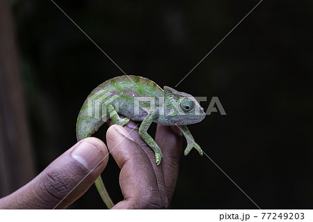 手の上に乗るマダガスカルのパンサーカメレオン (Purcifer pardalis)の赤ちゃん 77249203