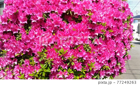 満開のオオムラサキツツジの桃色の花の写真素材 満開のオオムラサキツツジの桃色の花の写真素材
