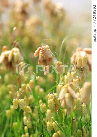 風にゆれるコバンソウ 77249592