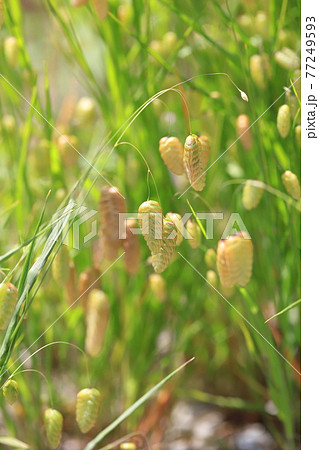 風にゆれるコバンソウ 77249593