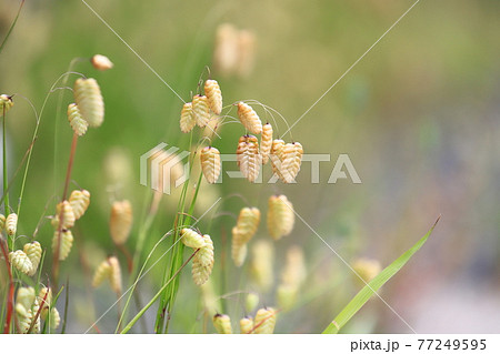 風にゆれるコバンソウ 風にゆれるコバンソウ 77249595