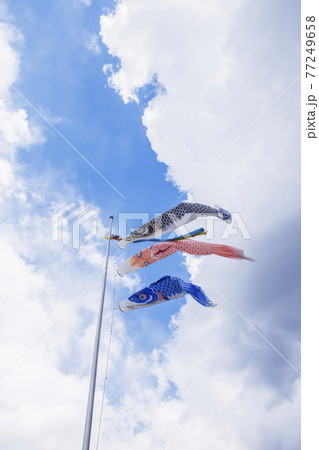 青空の鯉のぼり 空に泳ぐ鯉のぼり 青空の鯉のぼり 空に泳ぐ鯉のぼり 77249658