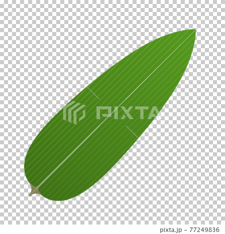 Bamboo leaf  77249836