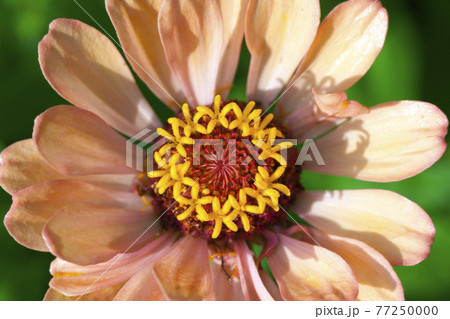 Close up photo of orange Zinnia flower in blossom Close up photo of orange Zinnia flower in blossom 77250000