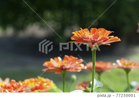 Close up photo of orange Zinnia flower in blossom Close up photo of orange Zinnia flower in blossom 77250001