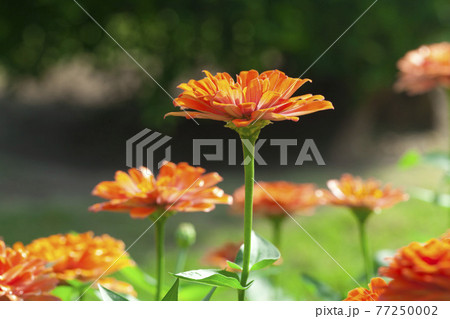 Close up photo of orange Zinnia flower in blossom Close up photo of orange Zinnia flower in blossom 77250002