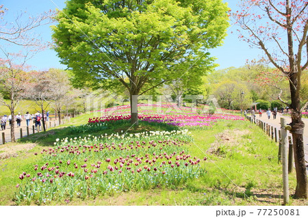 春の公園　チューリップ花畑 77250081