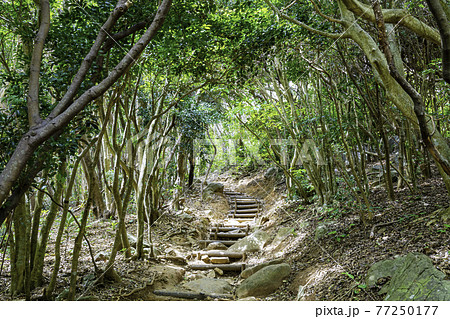 木漏れ日が降りそそぐ森のトンネル　福岡県糸島市　芥屋の大門公園 77250177