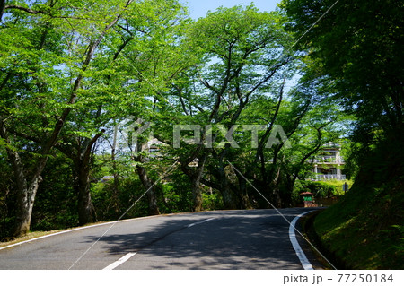 奈良奥山ドライブウエイ 新若草山コースの新緑 三笠4の写真素材