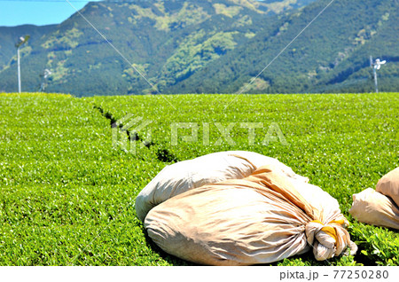 お茶摘み袋 お茶摘み袋 77250280