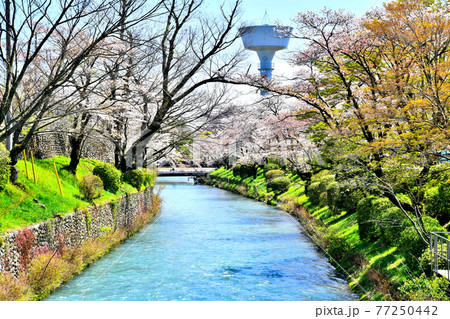 玉川上水／羽村取水堰付近(東京都羽村市)【2020.4】 77250442