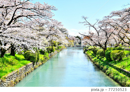 玉川上水／羽村取水堰付近(東京都羽村市)【2020.4】 77250523