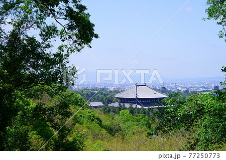 五月の東大寺大仏殿7 77250773