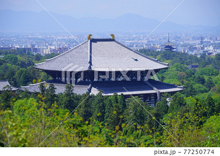 五月の東大寺大仏殿8 77250774