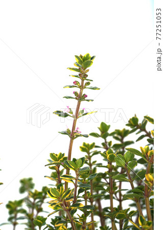 ゴールデンレモンタイムの写真素材