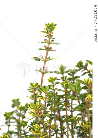 ゴールデンレモンタイム ゴールデンレモンタイム 77251054