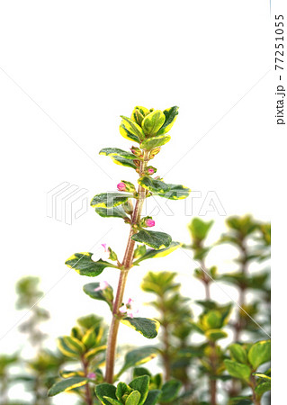 ゴールデンレモンタイム ゴールデンレモンタイム 77251055