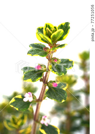 ゴールデンレモンタイム 77251056