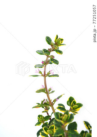 ゴールデンレモンタイム 77251057