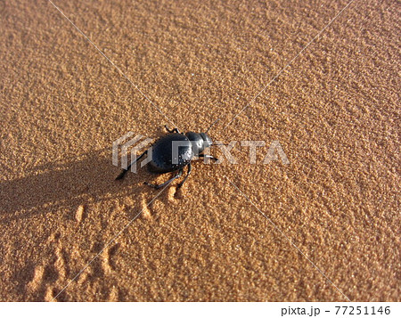 サハラ砂漠(Sahara desert)フンコロガシ(dung beetle)が寂しく広い砂漠を進む サハラ砂漠(Sahara desert)フンコロガシ(dung beetle)が寂しく広い砂漠を進む 77251146