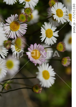 エリゲロン 源平小菊 の写真素材