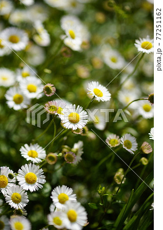 エリゲロン(源平小菊) 77251162