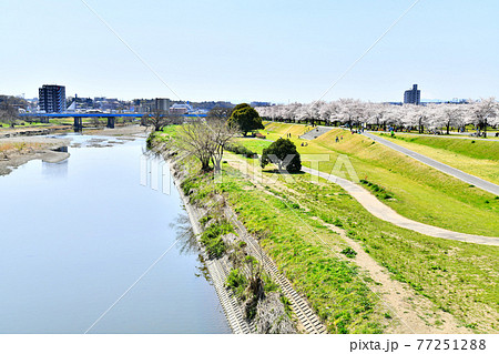 昭代橋/入間川より上流/新富士見橋方面を望む(埼玉県狭山市)【2020.4】 昭代橋/入間川より上流/新富士見橋方面を望む(埼玉県狭山市)【2020.4】 77251288