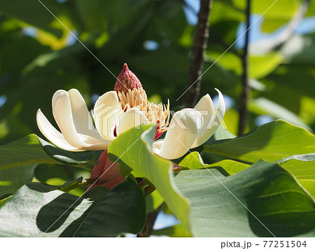 ホオノキの花 ホオノキの花 77251504