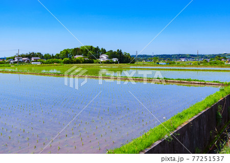 田園風景　米作り　稲作　田舎　【 初夏の田植えが終わった水田 】 77251537