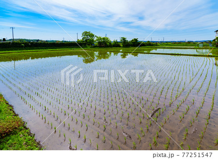 田園風景　米作り　稲作　田舎　【 初夏の田植えが終わった水田 】 77251547
